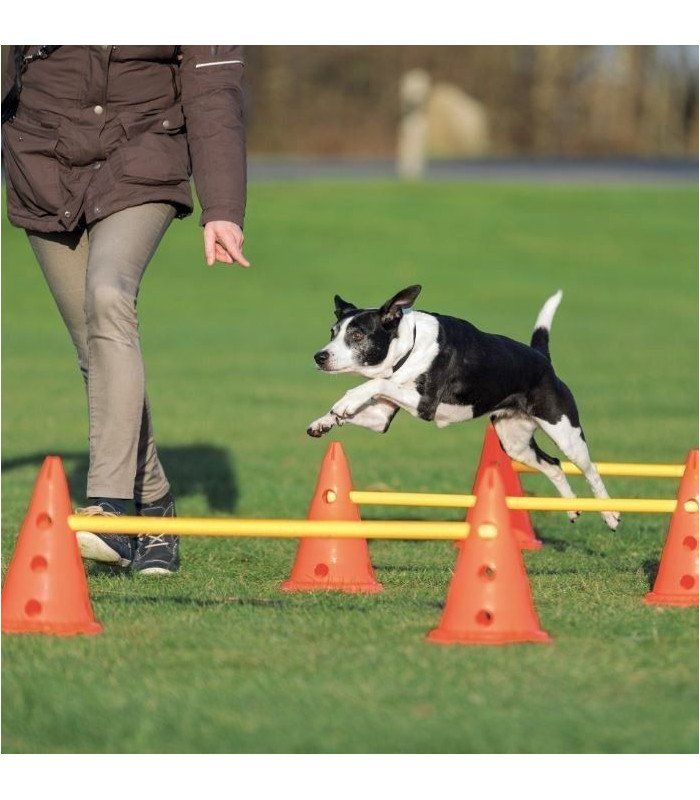 Set de Obstáculos Dog Activity - 1