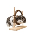 Set de Agility - 1