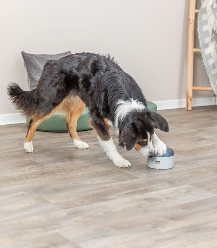 Dog Activity Buzzer - 3