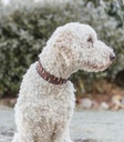 Rustic Collar con remaches - 3