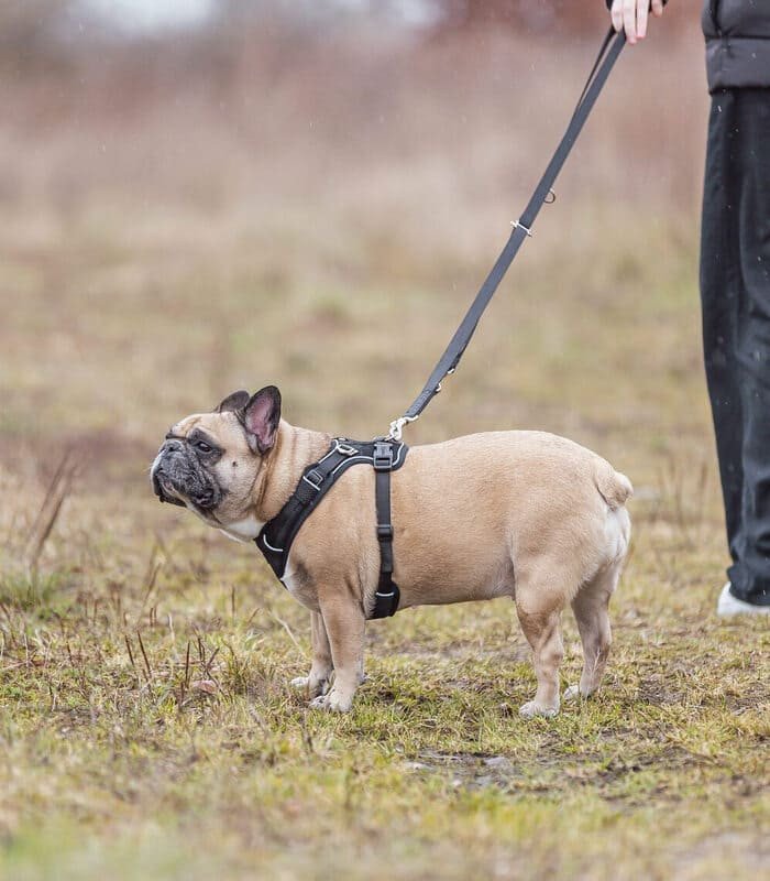 Premium FlexMesh Arnes Blush - 1