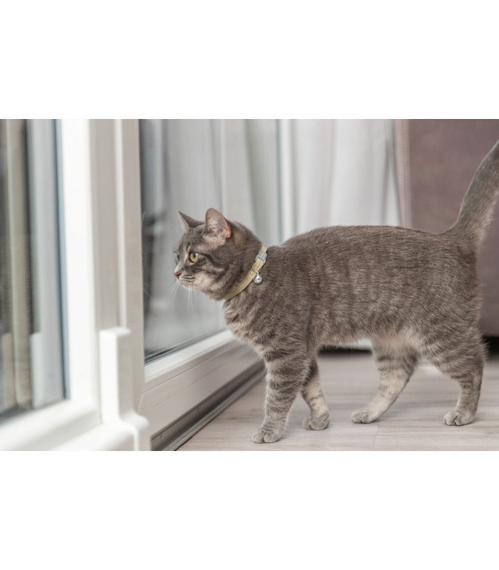 Collar para gatos - 3