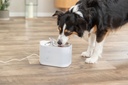 Fuente Aqua Square con perro 8