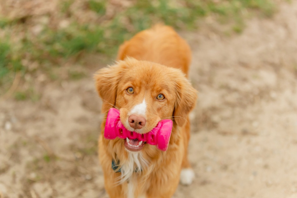 Soft & Strong Bone rosa con perro 2