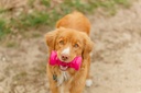 Soft & Strong Bone rosa con perro 2