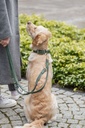 Correa para perro «Pure», fabricada en piel de nubuck y ajustable en tres posiciones, rosa 3