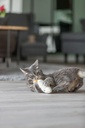 Cara dormida con catnip, 17 cm 2