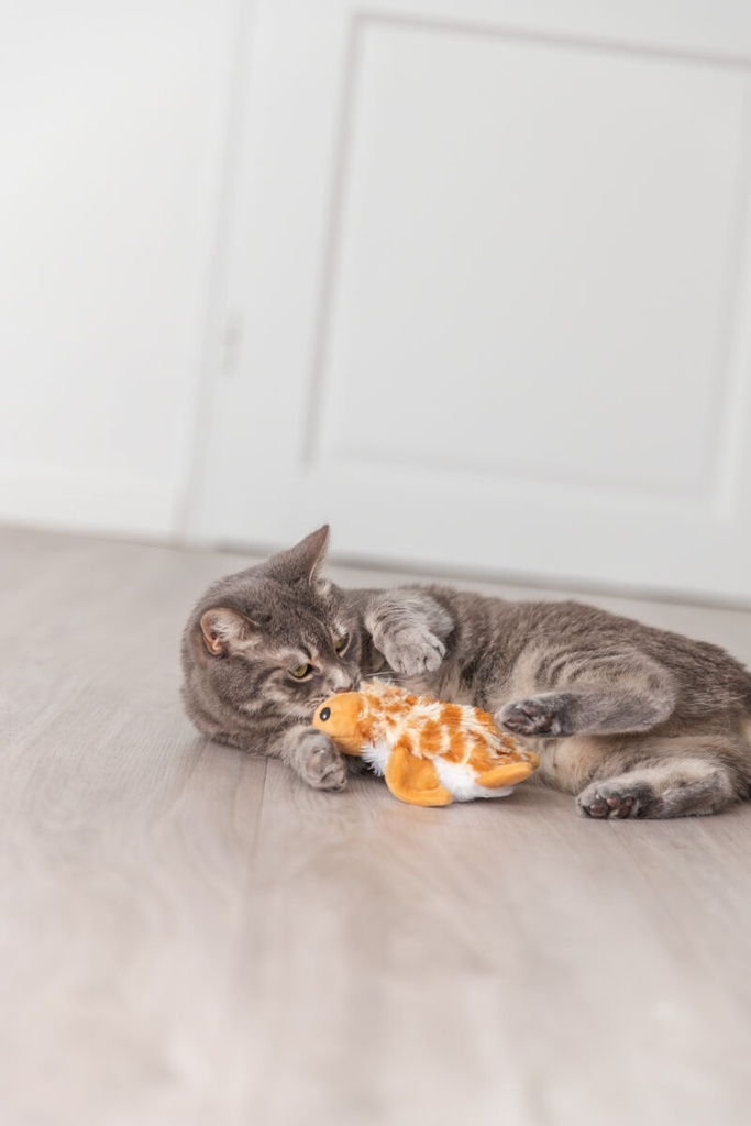 Tortuga Wriggly 4