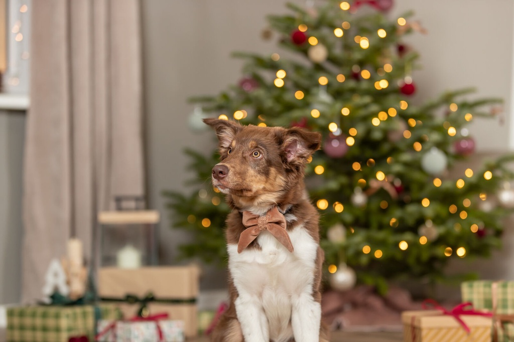 Xmas Lazo para collar 3