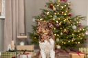 Xmas Lazo para collar 3