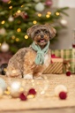 Xmas Bufanda salvia 2