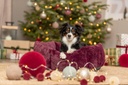 Xmas Cama Stars redonda 4
