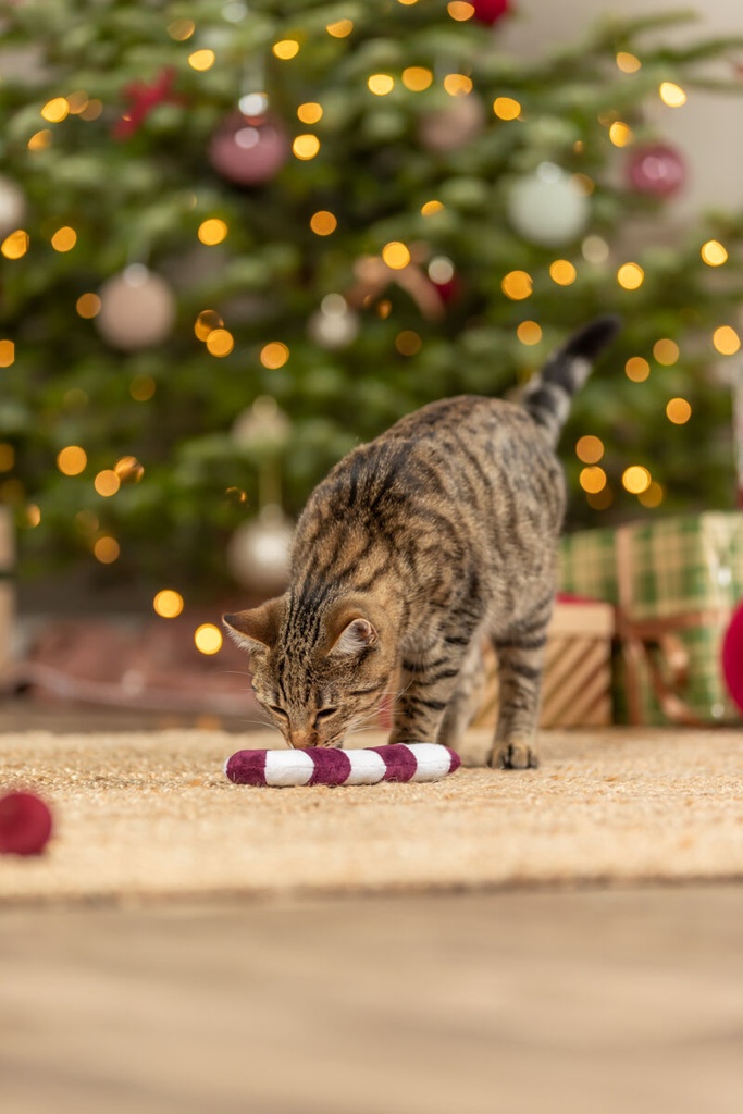 Xmas Bastón de caramelo con catnip 2