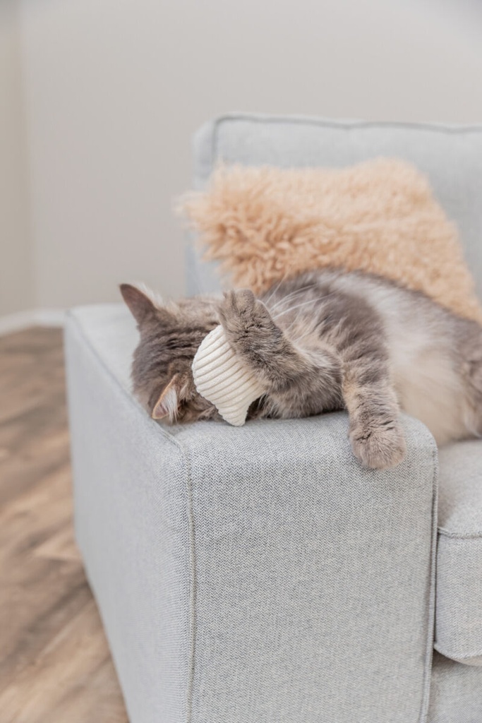 Cabeza de gato 2