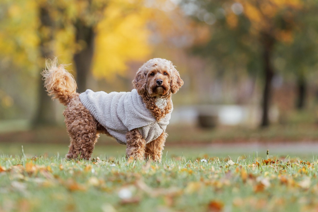Sudadera Carson 5