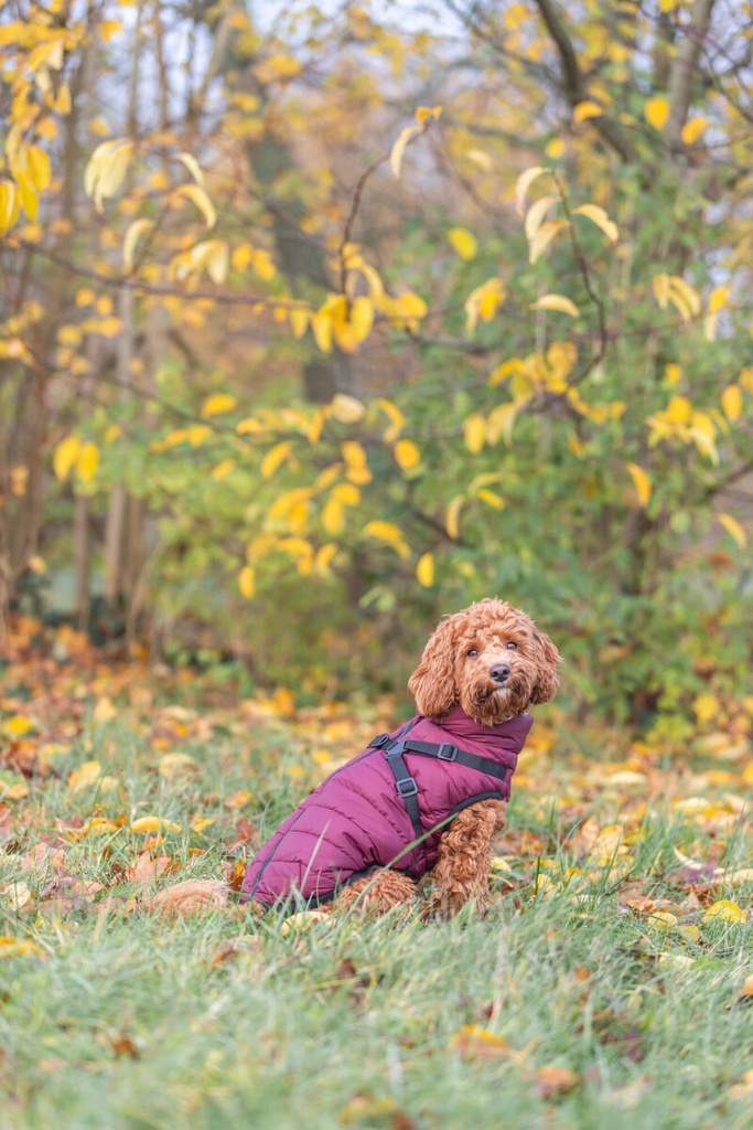 Abrigo de invierno con arnés Pirou 9