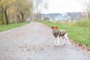 Abrigo de invierno con arnés Pirou 10