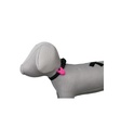Flasher para Perros - 3