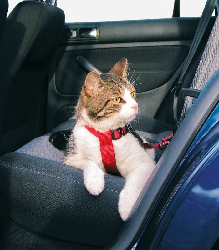 [1294] Arnés para Coche para gatos