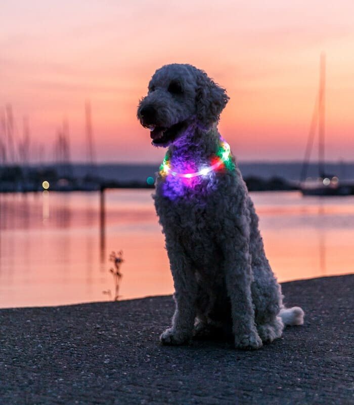 Collar Flash