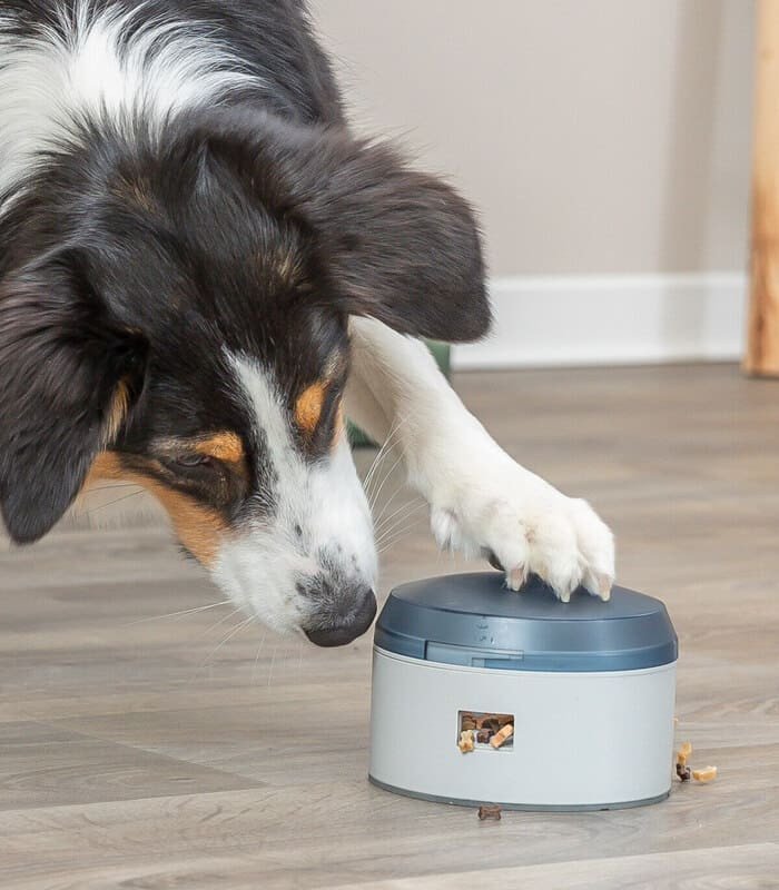 Dog Activity Buzzer