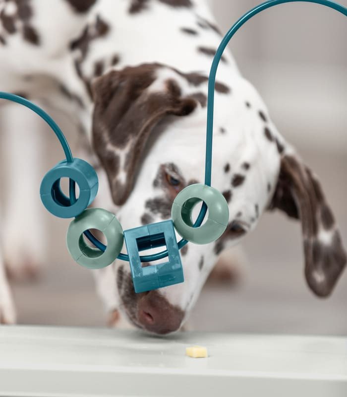 Dog Activity Skills Loop