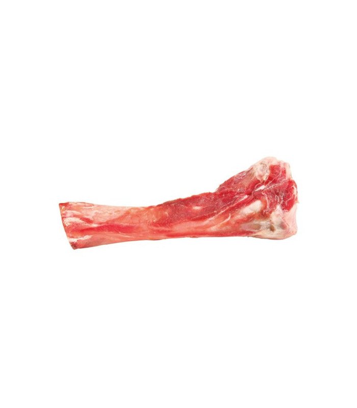 Tibia
