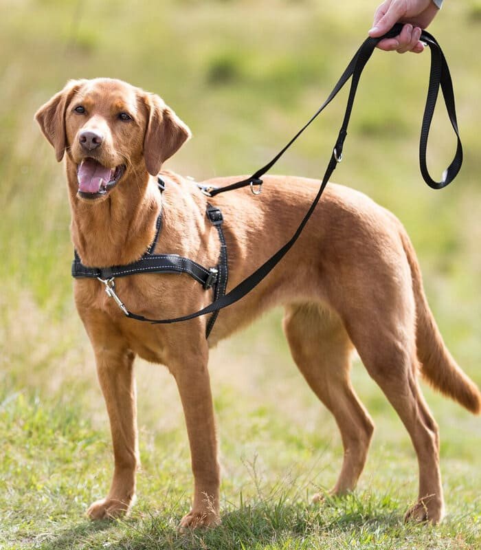[13055] Arnés Guía Lead'n'Walk Soft (Talla S-M Perímetro Abdomen 45-70 cm/25 mm)