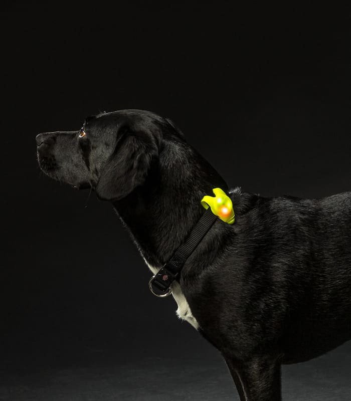 [13447] Flasher para Perros (Medidas: ø 2,4 × 8 cm, Tipo: CR 2016)