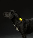 Flasher para Perros