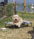 Tumbona Camping para perros