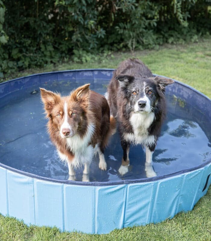 Piscina para perros